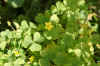 Common yellow woodsorrel, common yellow oxalis, upright yellow-sorrel, lemon clover. sourgrass, pickle plant (Oxalis stricta, Oxalis fontana  Oxalis europaea) 