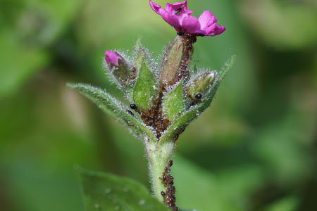 Campion aphids (Brachycaudus lychnidis). Tribe Macrosiphini. Subfamily Aphidinae. Family Aphids (Aphididae).