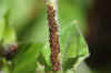  Campion aphids (Brachycaudus lychnidis). Tribe Macrosiphini. Subfamily Aphidinae. Family Aphids (Aphididae).