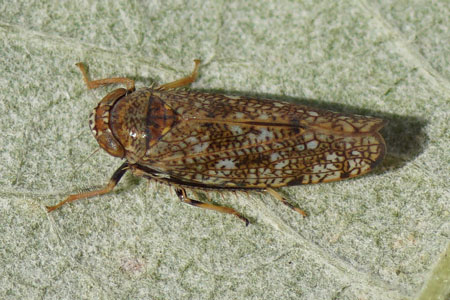 Oosterse mozaekdwergcicade, Orientus ishidae. Onderfamilie Deltocephalinae. Familie Cicadellidae.