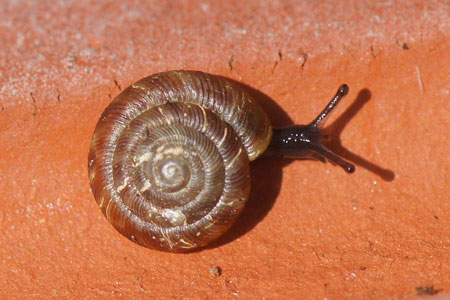 Rounded snail, Rotund Disc (Discus rotundatus). Family Discidae.  