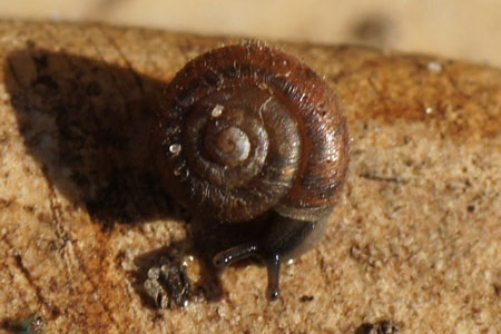 Hairy snail (Trochulus hispidus, Trichia hispida). Family Hygromiidae.