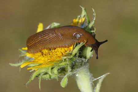 Red slug/Spanish slug (Arion rufus/vulgaris). Family roundback slugs (Arionidae).