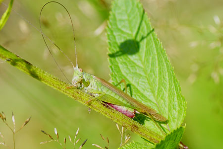Long-winged conehead(Conocephalus fuscus). Subfamily Conocephalinae. Family bush-criket (Tettigoniidae).