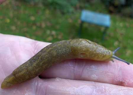 Yellow Slug ( Limacus flavus synonym Limax flavus). Family keelback slugs (Limacidae).