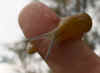 Yellow Slug ( Limacus flavus synonym Limax flavus). Family keelback slugs (Limacidae).