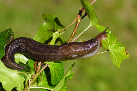 Great grey slug, leopard slug (Limax maximus). Family keelback slugs (Limacidae).