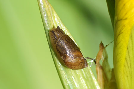 Pfeiffer's amber snail (Oxyloma elegans) or Oxyloma sarsii. Family ambersnails (Succineidae).