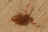 Pseudoscorpion, false scorpion or book scorpion. Family pseudoscorpions (Pseudoscorpiones). 