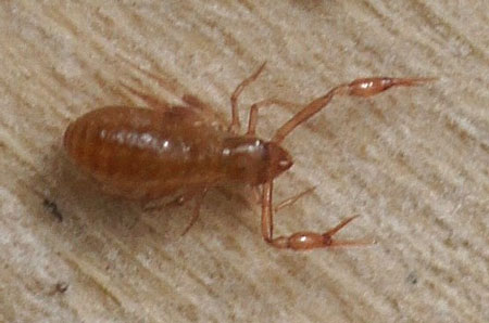 Pseudoscorpion, false scorpion or book scorpion. Family pseudoscorpions (Pseudoscorpiones). 