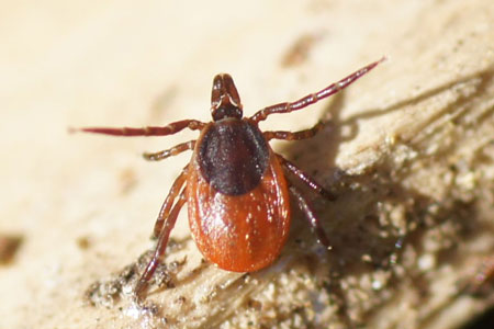 Castor bean tick, sheep tick (Ixodes ricinus). Family Hard ticks (Ixodidae). Orde Acarina. Class Arachnida. Phylum (Arthropoda).