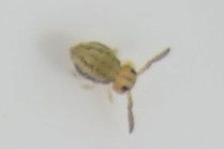 Sminthurinus elegans. Familie Katiannidae. Klasse springstaarten (Collembola). 