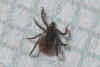 Castor bean tick, sheep tick (Ixodes ricinus). Nymph. Family Hard ticks (Ixodidae). Orde Acarina. Class Arachnida. Phylum (Arthropoda).