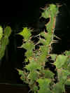 Bigthorn Euphorbia, Big Horned Euphorbia, Cow Horn (Euphorbia grandicornis)