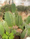 a sun spurge (euphorbia helioscopia) and an euphorbia resinifera.