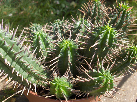 Euphorbia submammillaris