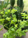 sun spurge (euphorbia helioscopia) and an euphorbia resin