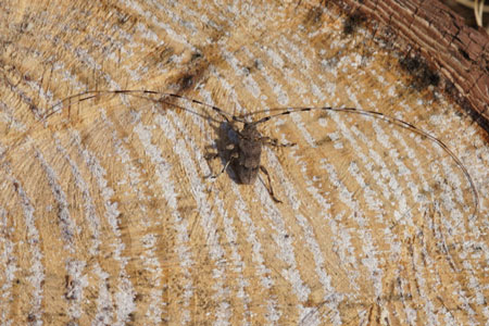 Timmerboktor (Acanthocinus aedilis). Familie Boktorren (Cerambycidae).