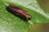 Perenprachtkever (Agrilus sinuatus). Familie Prachtkevers (Buprestidae).  