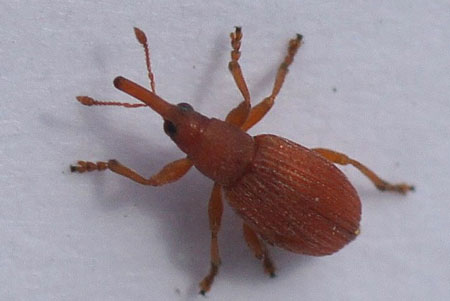 Apion spec. Family Apionidae, synonym Brentidae.