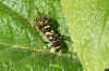 Kleine wespenbok (Clytus arietis). Familie Boktorren (Cerambycidae).