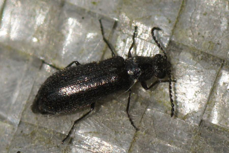 Dasytes aerosus. Familie Dasytidae, Melyridae.