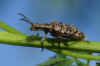 Grijze ribbelboktor, gewone dennenboktor (Rhagium inquisitor). Familie Boktorren (Cerambycidae).