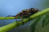 Grijze ribbelboktor, gewone dennenboktor (Rhagium inquisitor). Familie Boktorren (Cerambycidae).