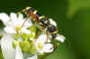 Kleine wespenbok (Clytus arietis). Familie Boktorren (Cerambycidae).