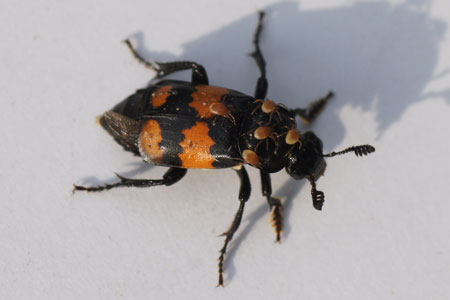 Gewone doodgraver (Nicrophorus vespilloides). Onderfamilie doodgravers (Nicrophorinae). Familie Aaskevers (Silphidae).