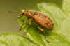 Reebruine bladsnuitkever (Polydrusus cervinus, Polydrosus cervinus).  Tribus Polydrusini. Onderfamilie Entiminae. Familie Curculionidae.