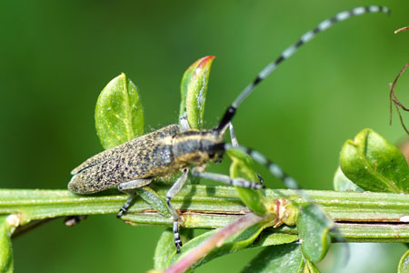 Gewone distelboktor (Agapanthia villosoviridescens). Familie Boktorren (Cerambycidae).