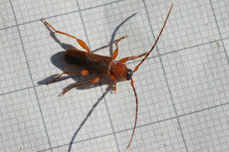 Veranderlijke Boktor (Phymatodes testaceus). Familie Boktorren (Cerambycidae).