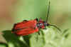 Vuurboktor (Pyrrhidium sanguineum). Familie Boktorren (Cerambycidae).