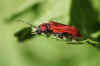 Vuurboktor (Pyrrhidium sanguineum). Familie Boktorren (Cerambycidae).