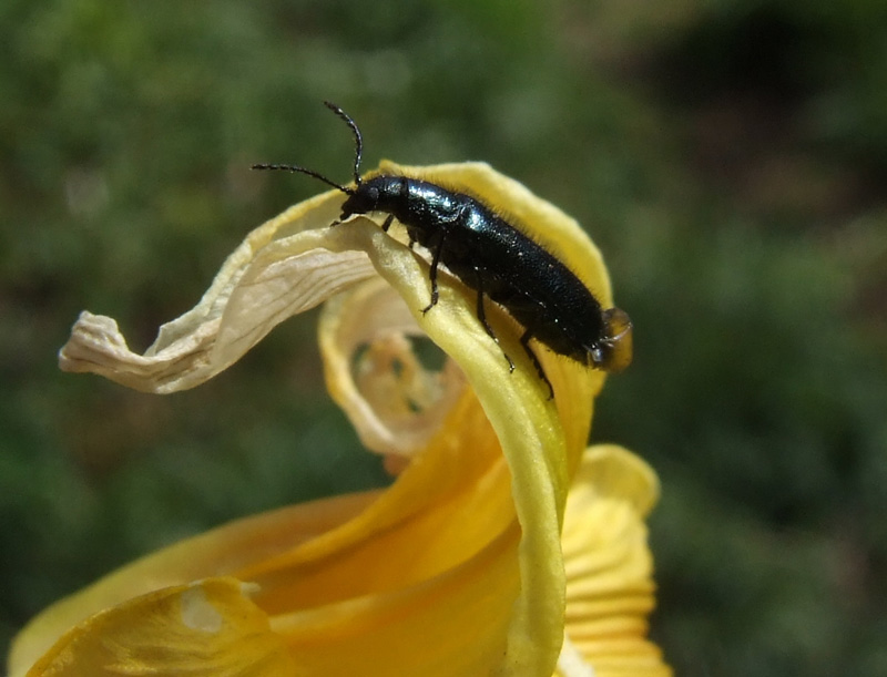 Dasytes cyaneus Familie Dasytidae