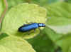 Ischnomera cyanea. Familie Oedemeridae.