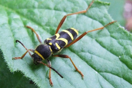 Kleine wespenbok (Clytus arietis). Familie Boktorren (Cerambycidae).