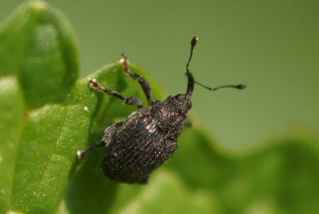 Ceutorhynchus alliariae Familie Curculionidae