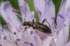 Gewone Bloesemboktor (Grammoptera ruficornis). Familie Boktorren (Cerambycidae).