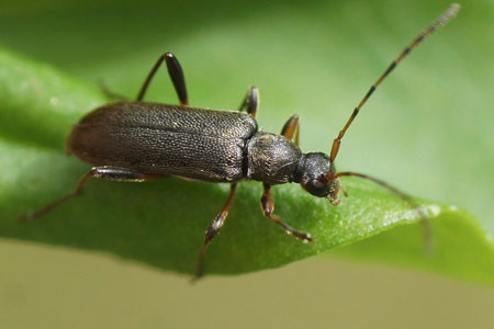 Gewone Bloesemboktor (Grammoptera ruficornis). Familie Boktorren (Cerambycidae).