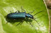 Ischnomera cyanea. Familie Oedemeridae.