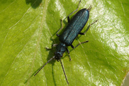 Ischnomera cyanea. Familie Oedemeridae.