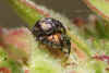 Nanophyes marmoratus. Subfamily Nanophyinae. Family Curculionidae.