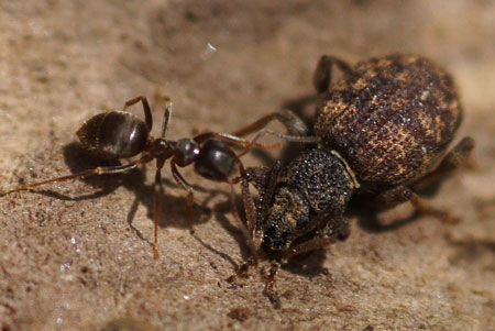 Otiorhynchus crataegi Family Curculionidae