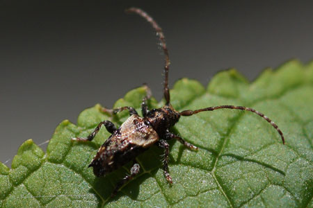 Gewone borstelboktor (Pogonocherus hispidus)