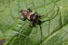 Gewone borstelboktor (Pogonocherus hispidus)