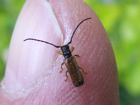 Gewone dwergboktor (Tetrops praeustus)