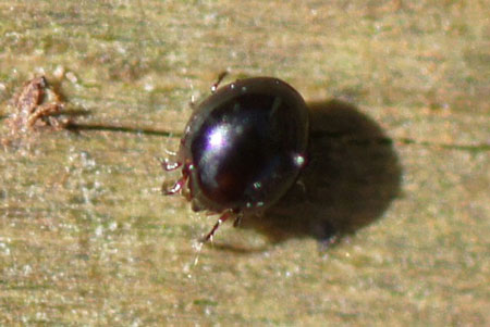 A moss mite,  beetle mite (Oribatida).