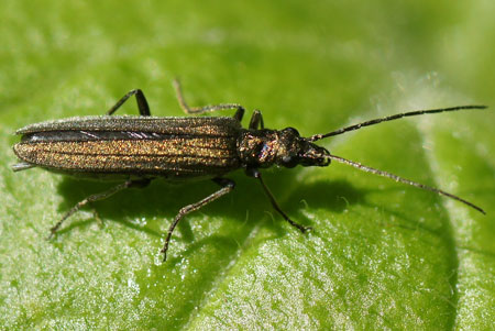 Oedemera lurida of Oedemera virescens. Familie Oedemeridae.